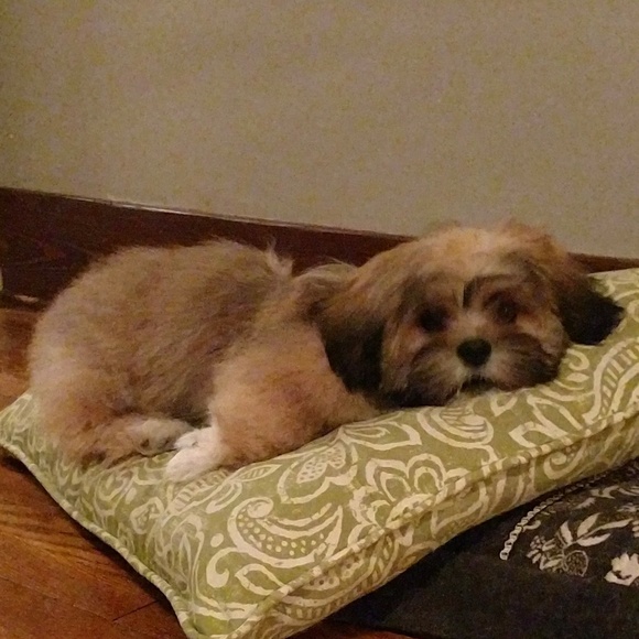 💓NEW 💓🐕🐕🐕🐕🐕🐕❣️PUPPIES❣️ - Picture 2 of 7